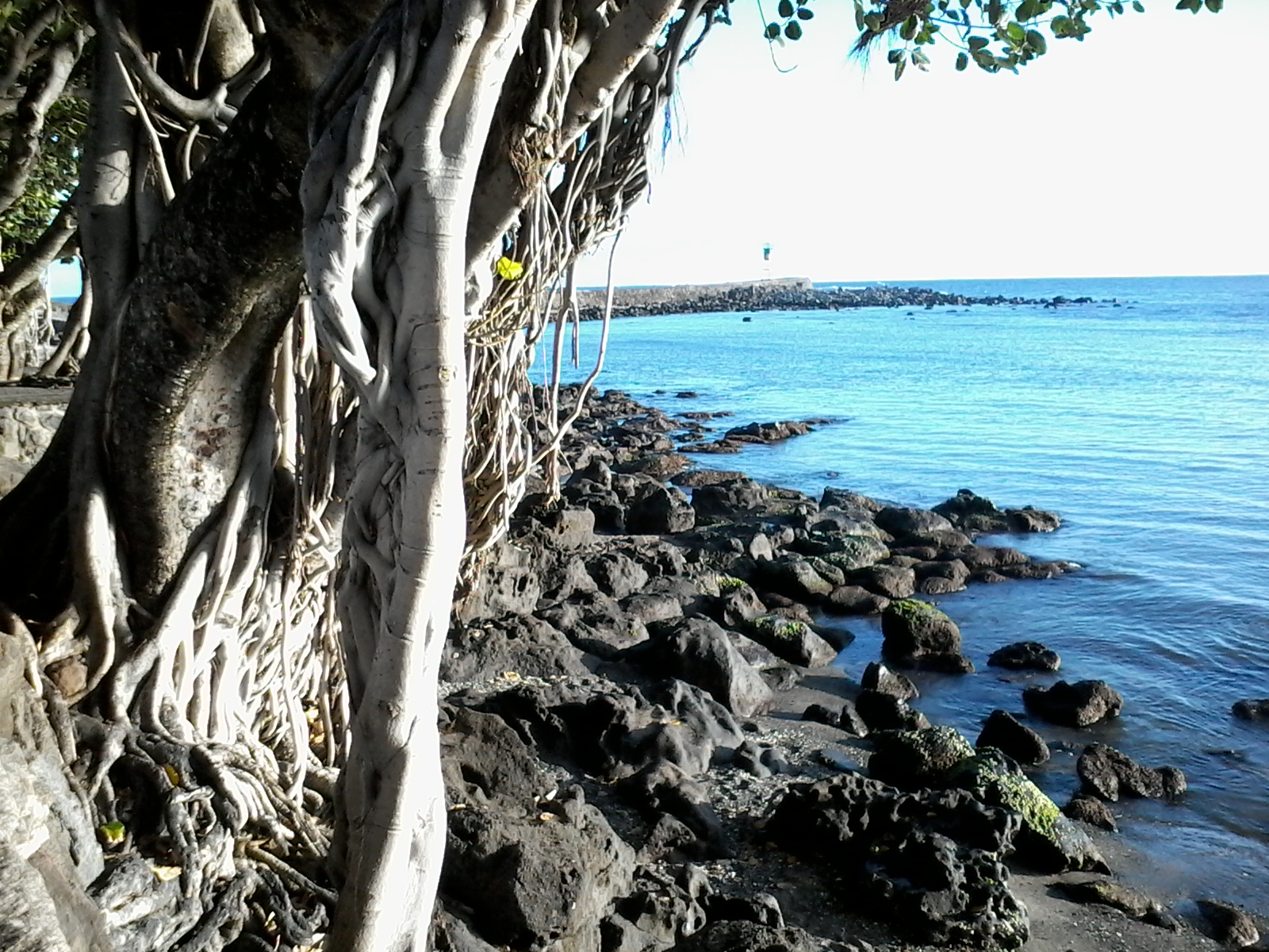 Un arbre des roches et de l eau