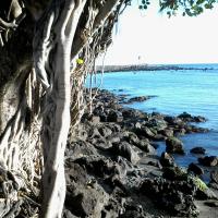 Un arbre des roches et de l eau